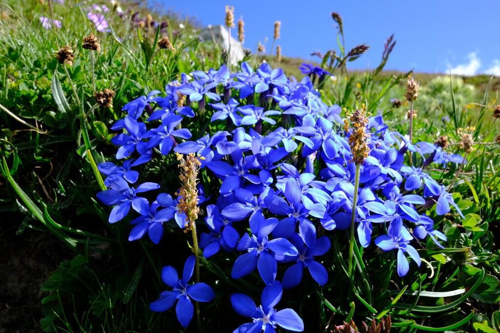 fiori paesaggio monte bianco
